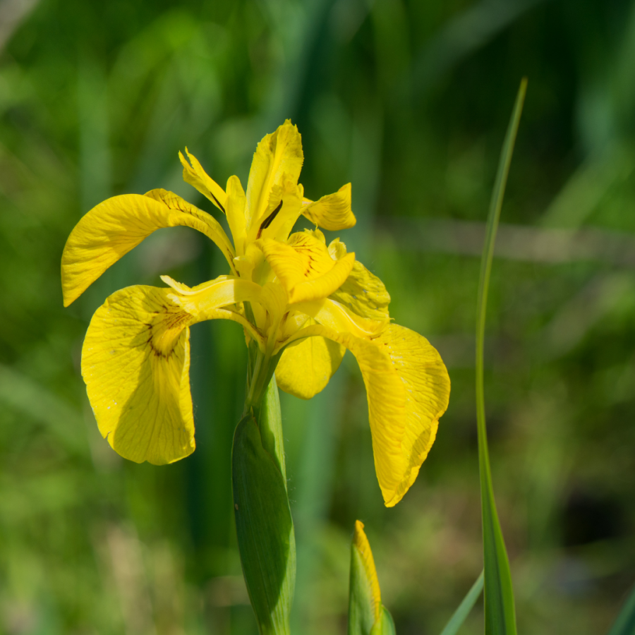 Photo of a single yellow iris flower